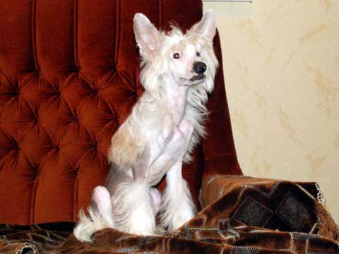 Китайская хохлатая собака "Виктори Спринт Чарли Спэйс"