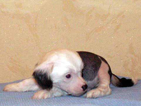 Китайская хохлатая собака "Виктори Спринт Челентано Дрим"