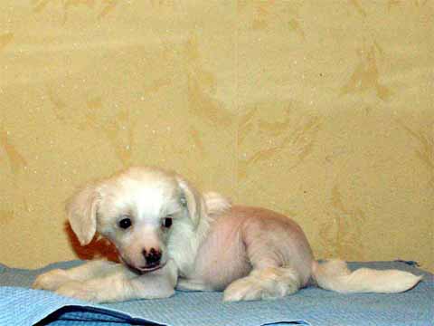Китайская хохлатая собака "Виктори Спринт Чингисхан"